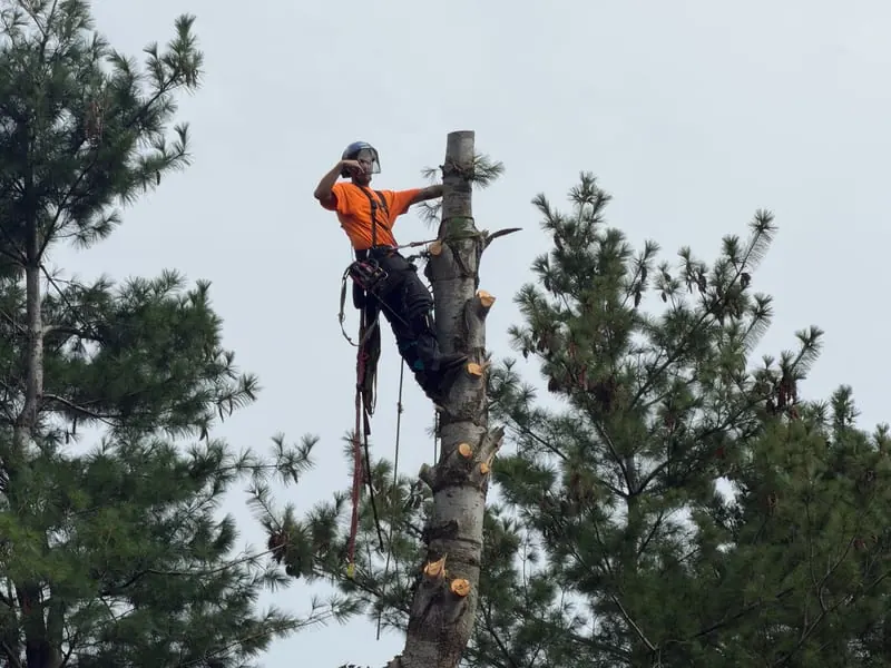 Tree Removal