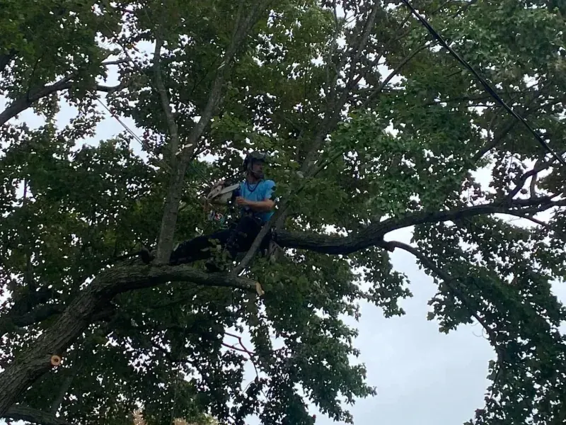 Tree Trimming
