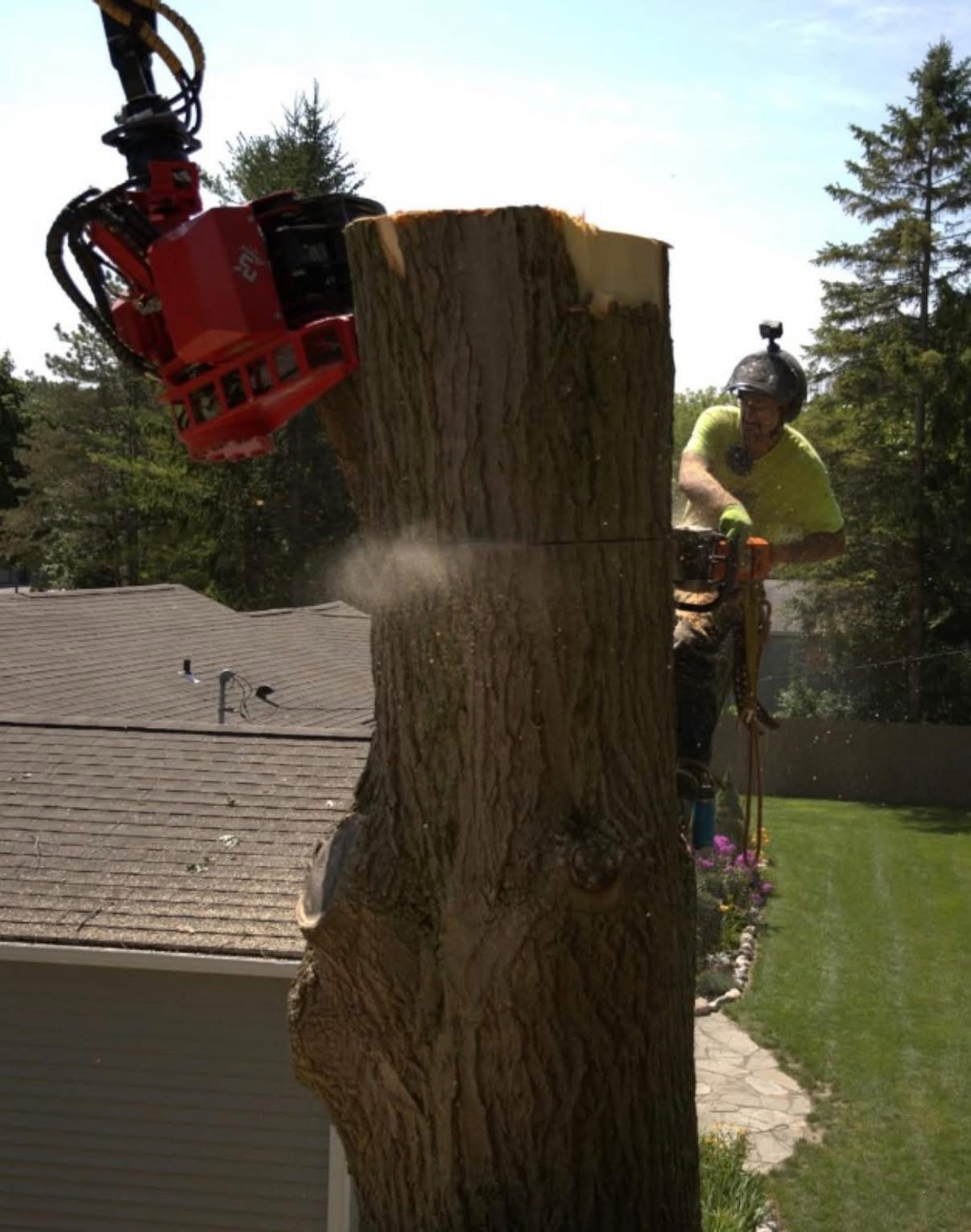Ultimate Cut crew performing a large tree removal beside a home