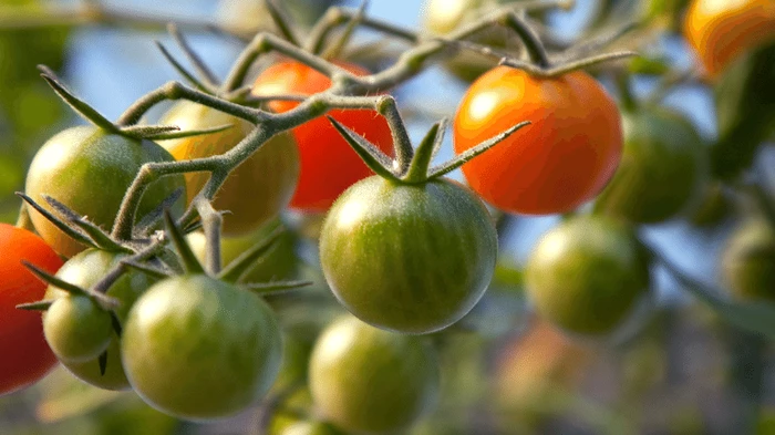 Tomato grown with EM-1® Microbial soil conditioner