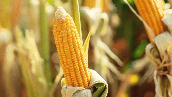 Corn crops grown with EM-1® Microbial soil conditioner