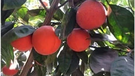 Fruit Tree crops grown with EM-1® Microbial soil conditioner