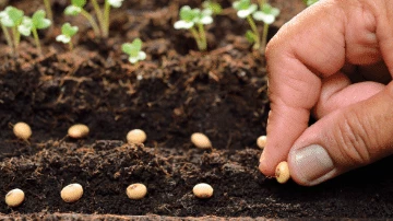 Seed Treatment crops grown with EM-1® Microbial soil conditioner