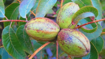 Nut Tree crops grown with EM-1® Microbial soil conditioner