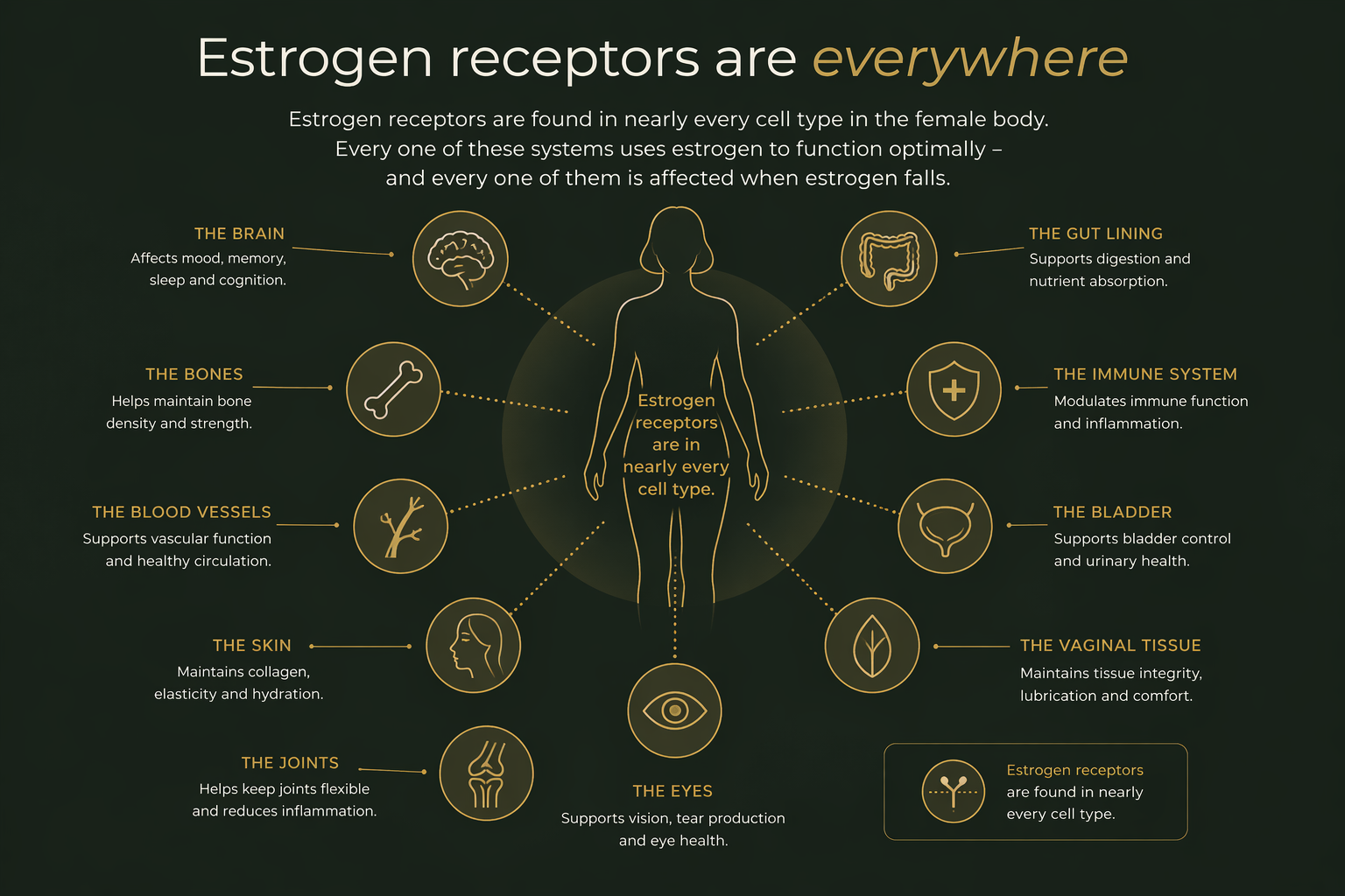 Estrogen receptors throughout the female body