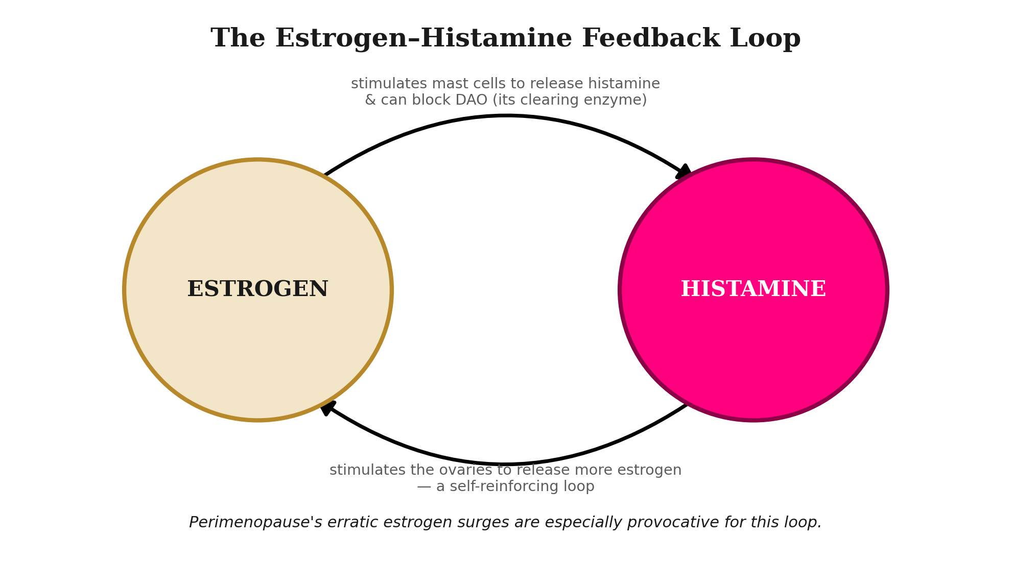 estrogen-histamine feedback loop