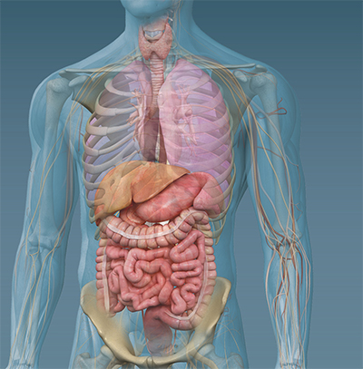 gut health products