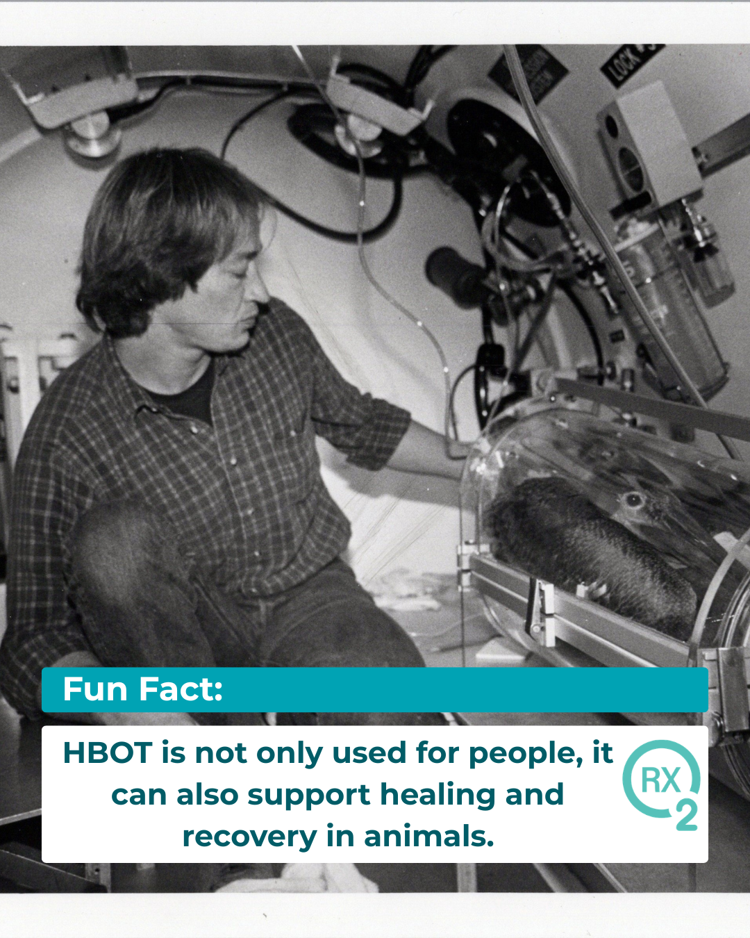 RX-O2 educational graphic about hyperbaric oxygen in animal care, with an archival animal chamber photograph