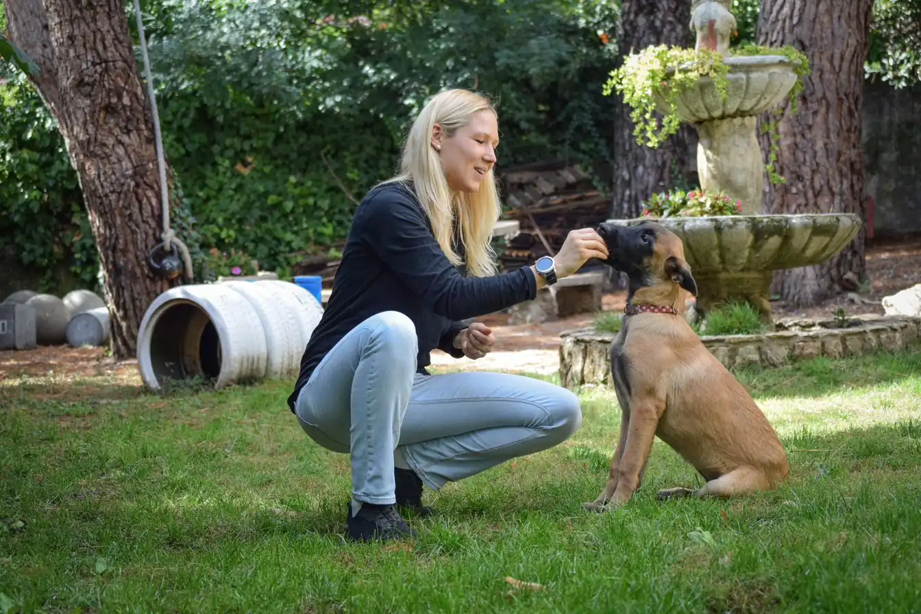 Anika agachada en el jardín dando un trozo de comida con la mano a un cachorro de malinois que espera sentado
