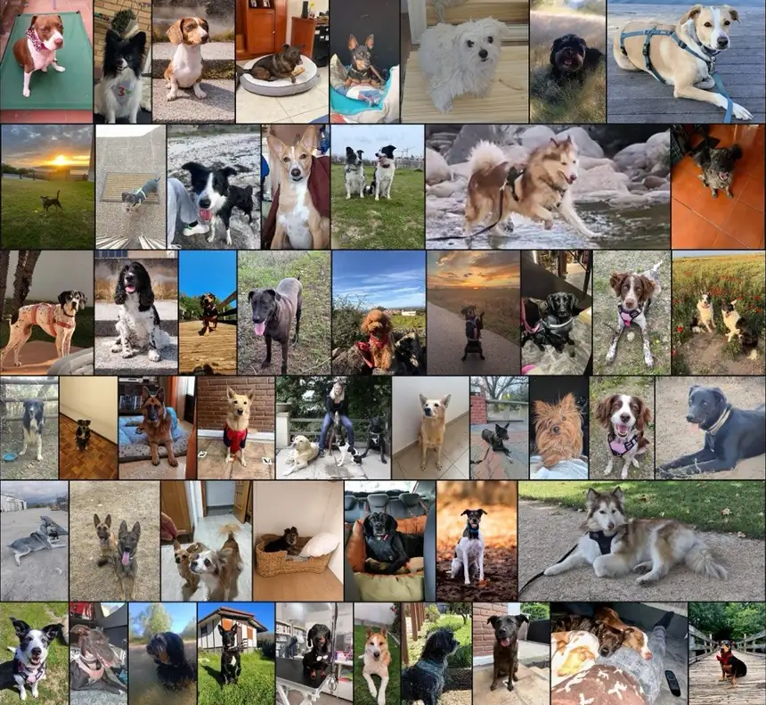 Mosaico con fotos de los perros de muchos de nuestros alumnos: de todas las razas, tamaños y edades, en casa, en el campo y de paseo