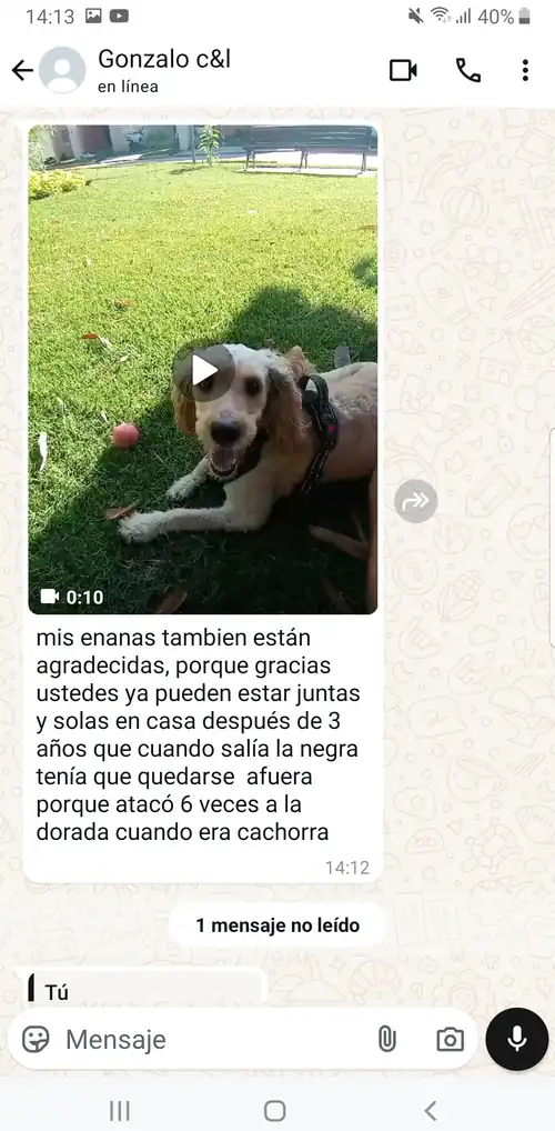 WhatsApp de Gonzalo: sus perras ya pueden estar juntas y solas en casa después de tres años en los que una atacó seis veces a la otra