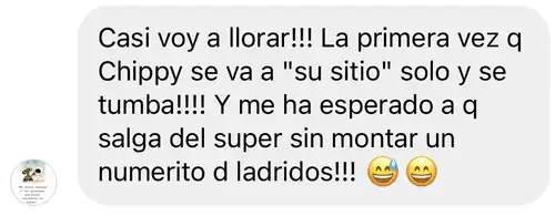 Mensaje: por primera vez Chippy se va solo a su sitio y espera a la salida del súper sin ladrar