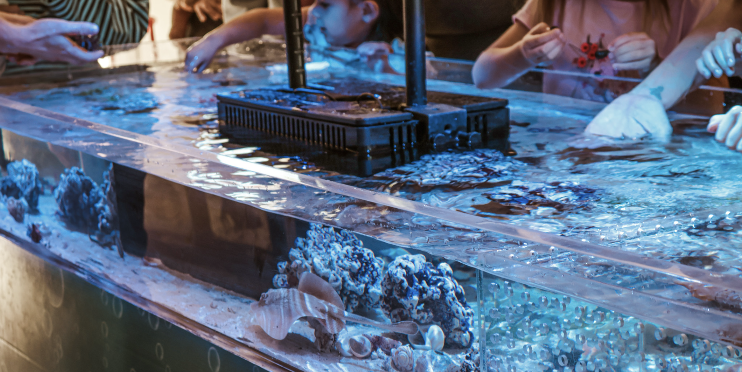 Traveling Tidepool marine life experience for events