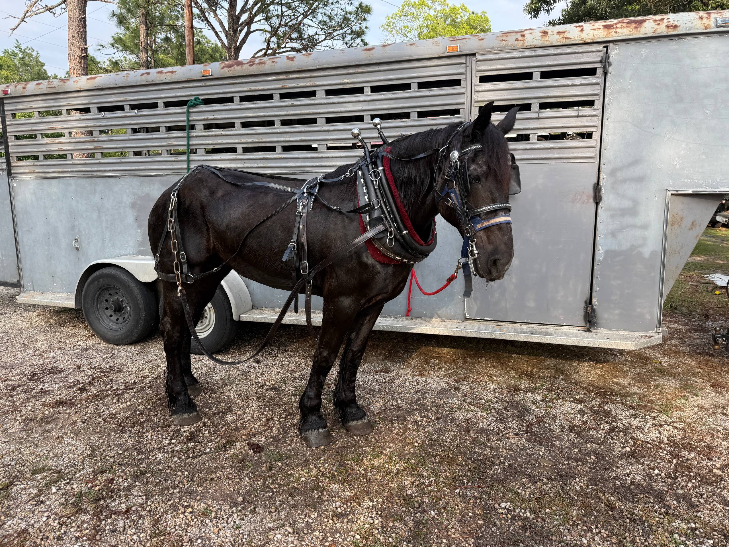 Black draft horse harnessed beside horse trailer