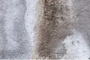 castle rock pet urine upholstery cleaning