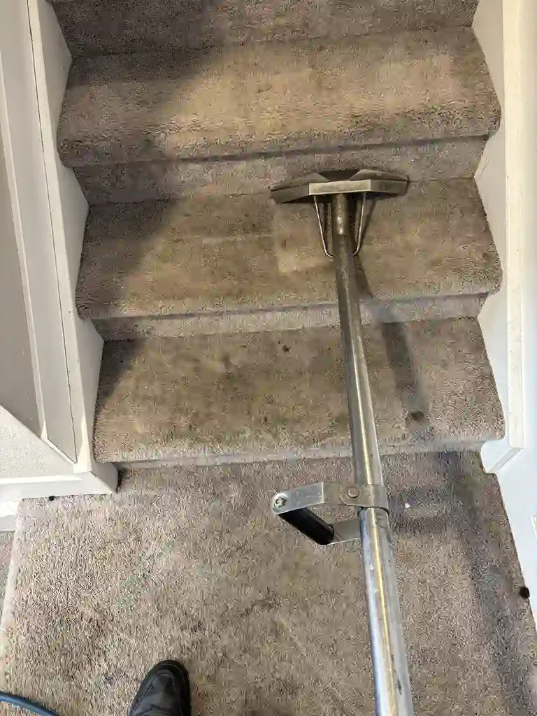 Professional Carpet Cleaning Denver Metro