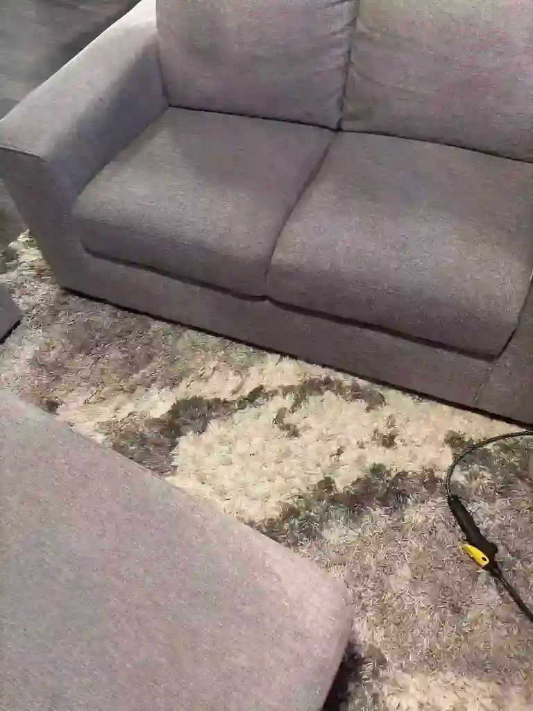Pet Stain and Odor Removal from Upholstery In Denver Metro