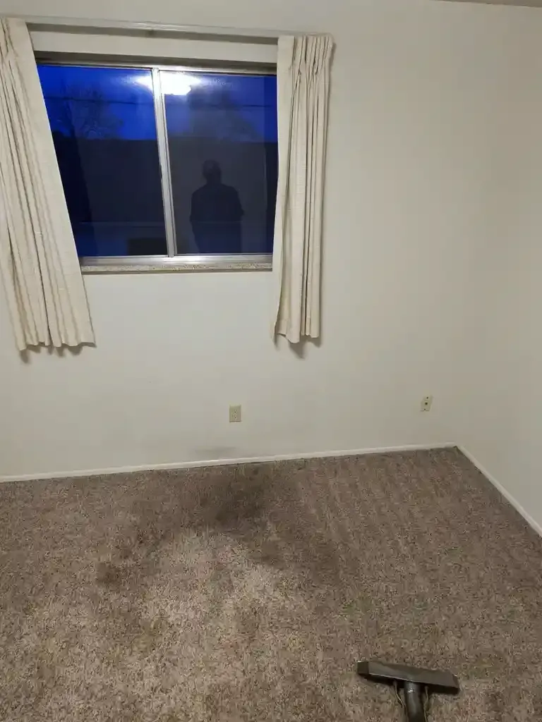 Professional Same-Day Carpet Cleaning Services in Lakewood