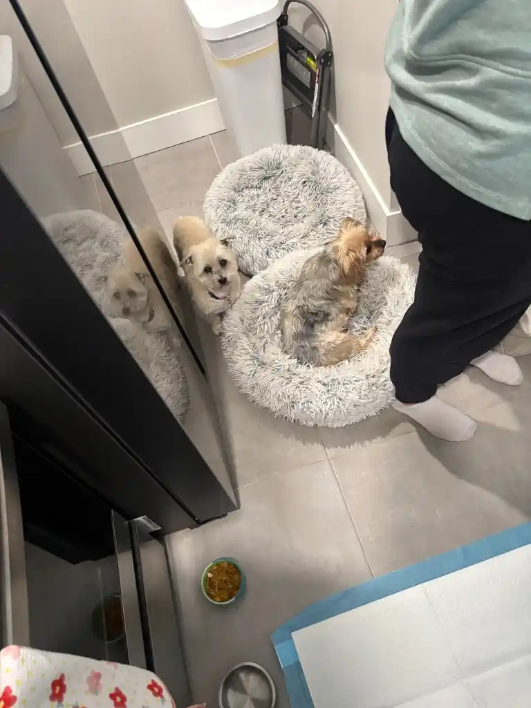 Same-day pet urine enzyme treatment in Highlands Ranch — before uric acid crystallizes in carpet backing