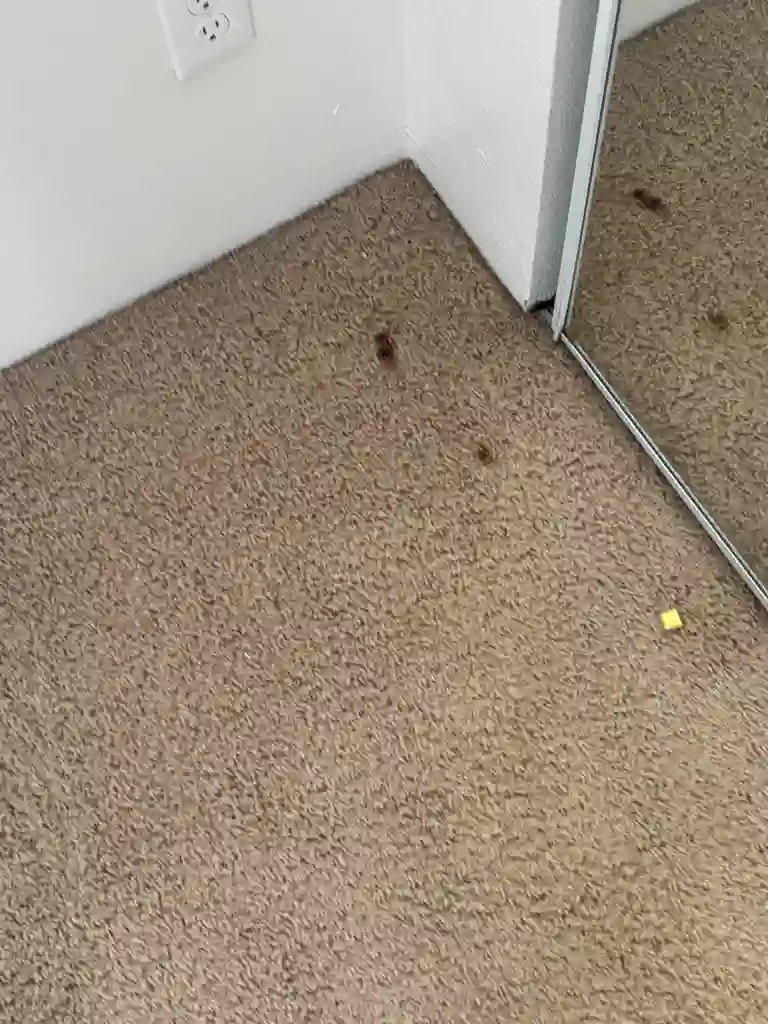 Fresh Spills in Castle Rock Homes Same-Day Stain Removal