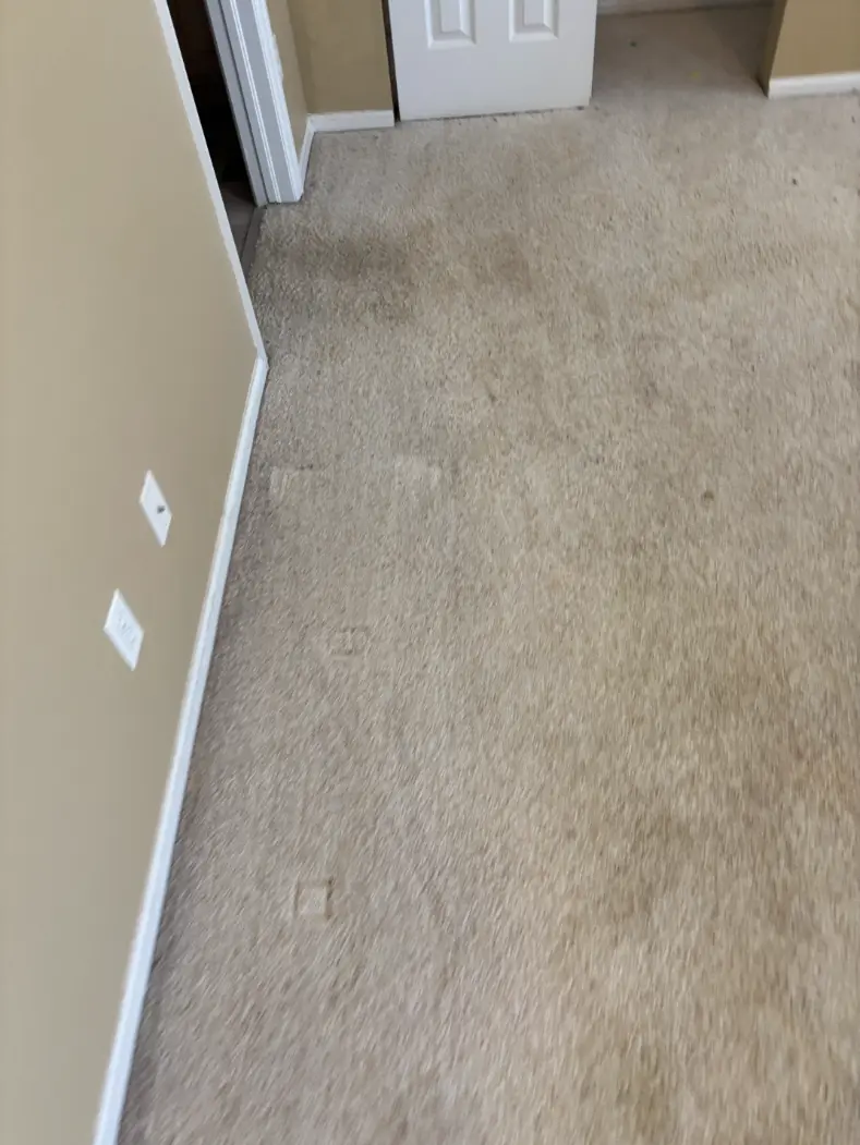 Lone Tree Emergency Carpet Damage Restoration