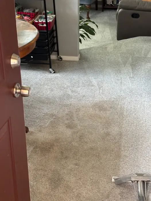 Rental Property Same-Day Carpet Cleaning in Lone Tree