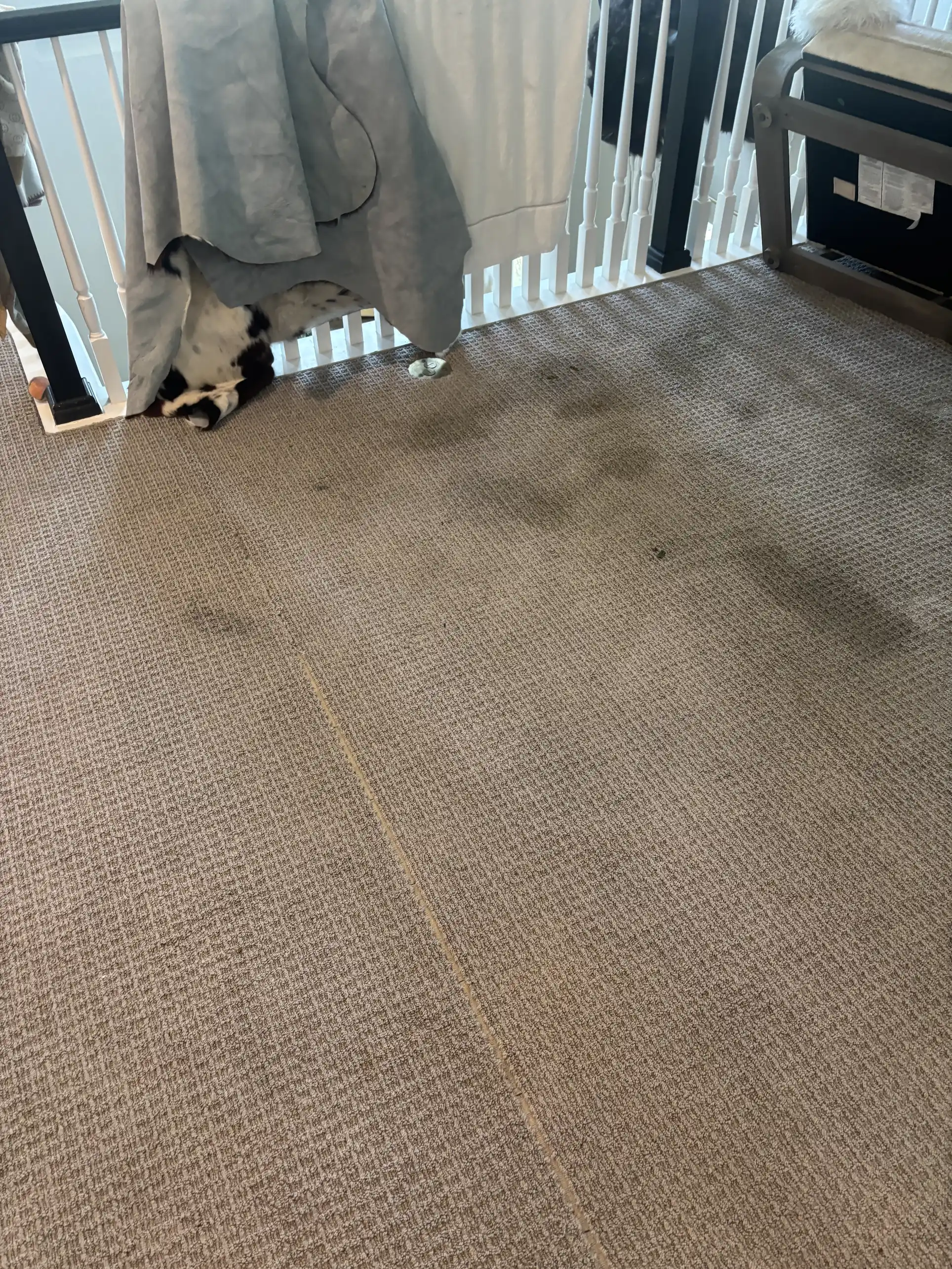 Red clay mud tracked into Highlands Ranch home carpet before professional cleaning