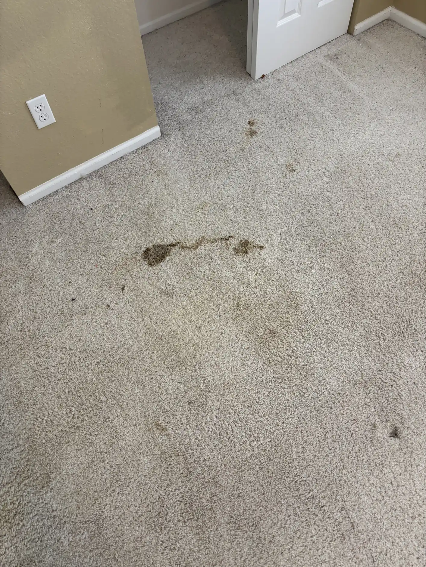 Patterned Berber carpet with pet urine contamination in Centennial Colorado home before professional cleaning