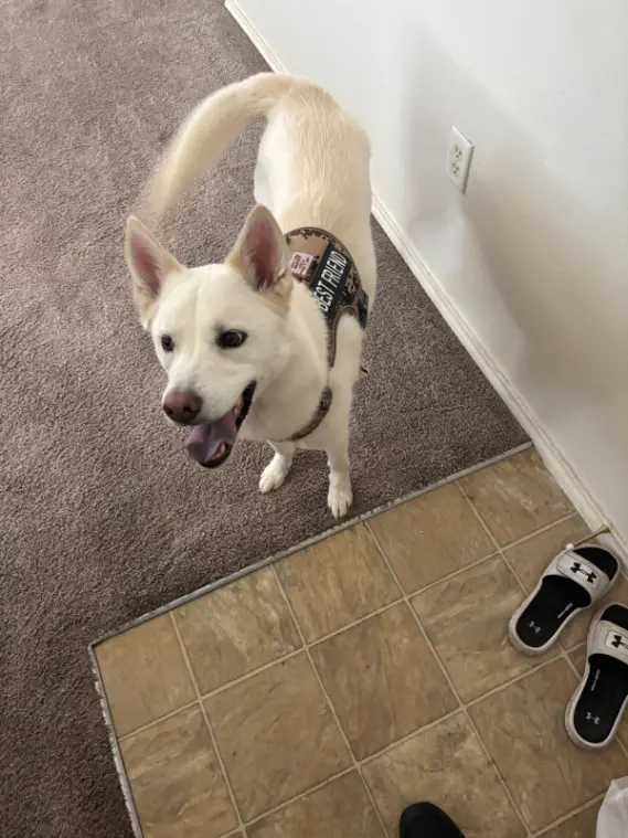 Lakewood Pet Urine And Odor Carpet Cleaning