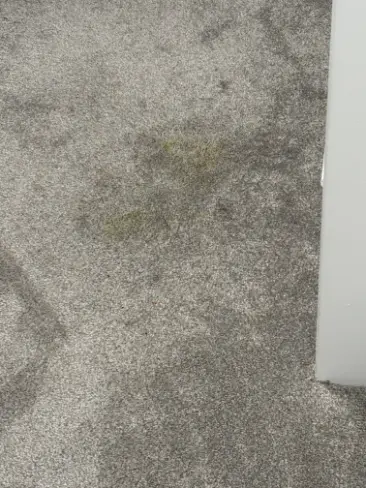 Lakewood Emergency Carpet Damage Restoration