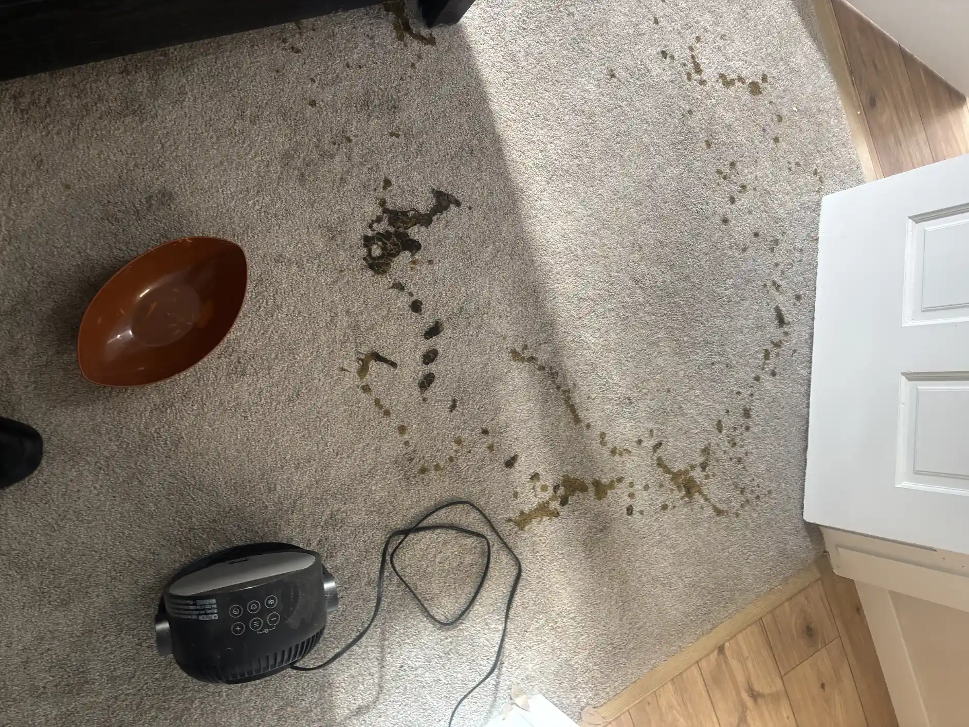 Pet stain area, Clayton living room — wide shot
