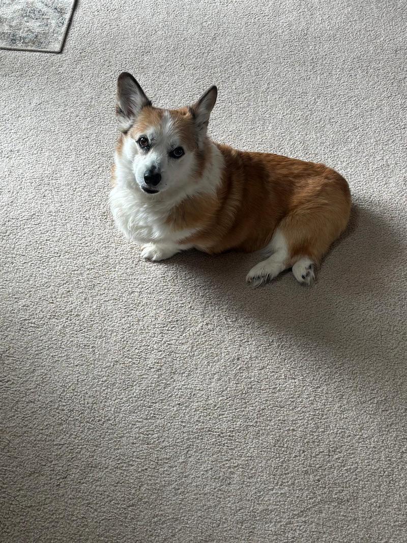 Morrison Pet Accidents and Fresh Red Sandstone and Foothills Clay Same-Day Carpet Cleaning