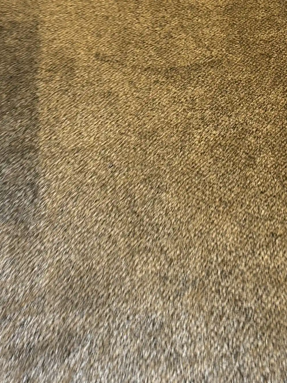 Littleton Carpet Cleaning — Heavy Traffic Lane Ken Caryl Wheelchair Job