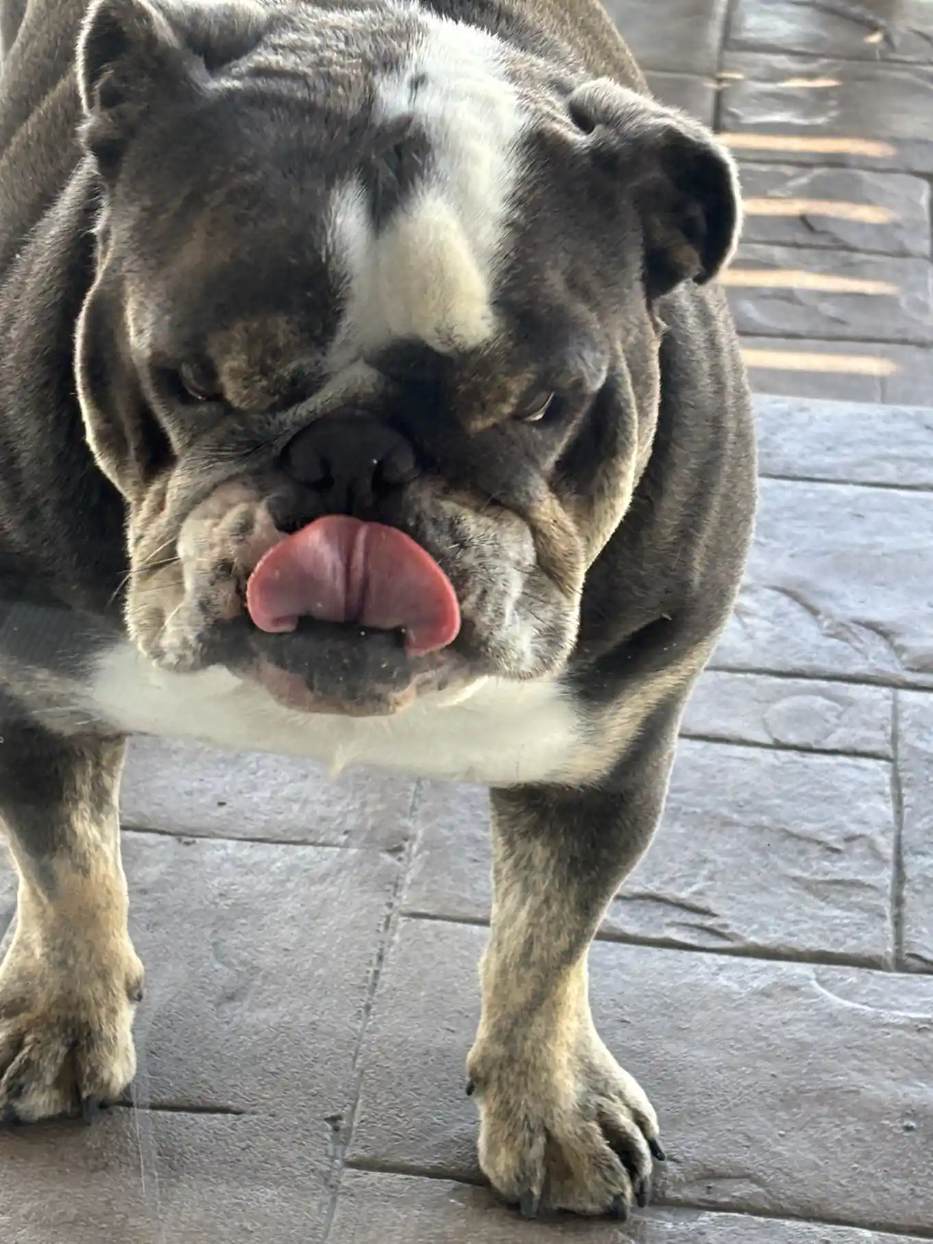 This was the dog — and yes, he spent the whole job attacking my wand.