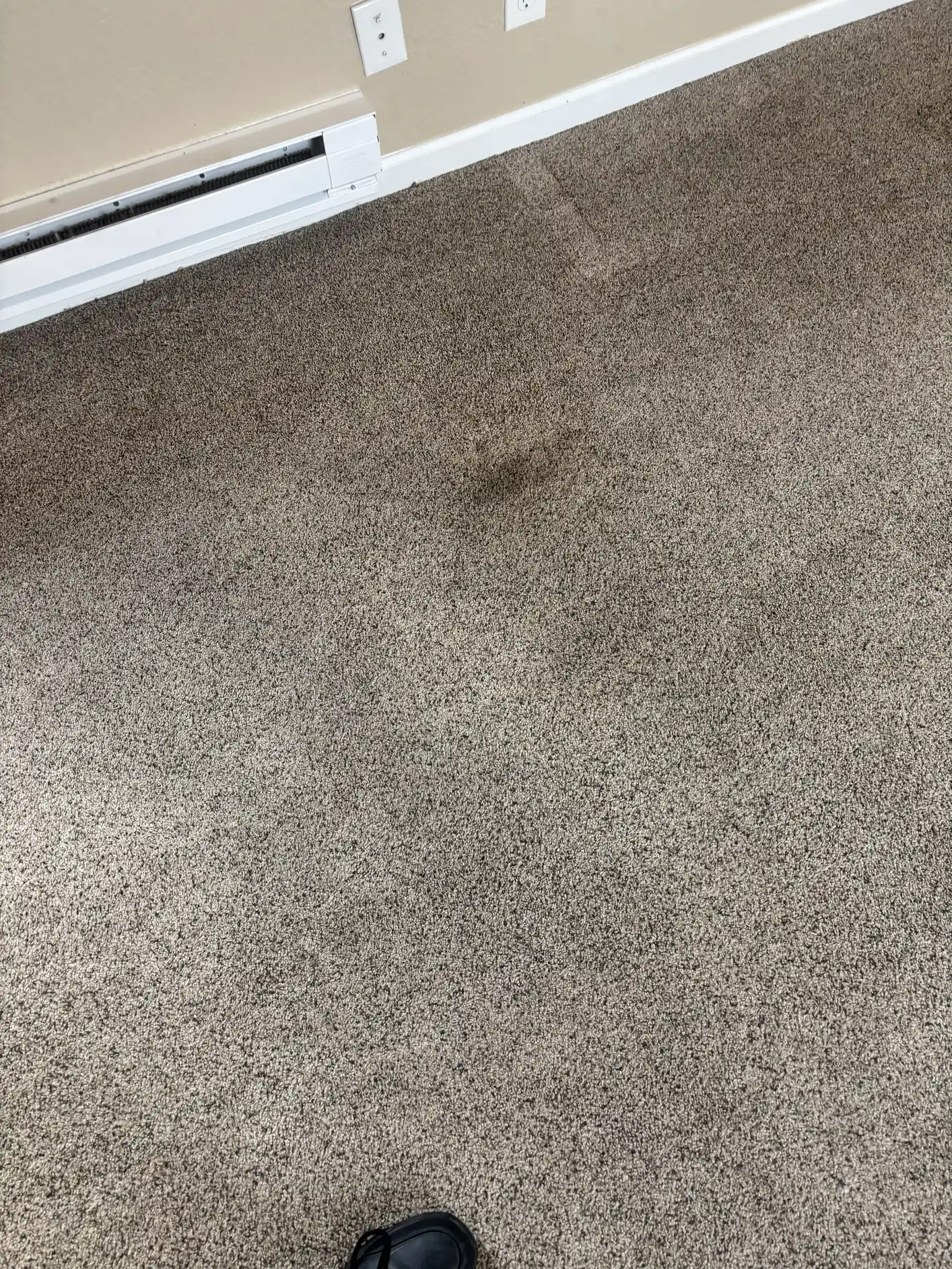 Carpet before treatment, pet staining visible