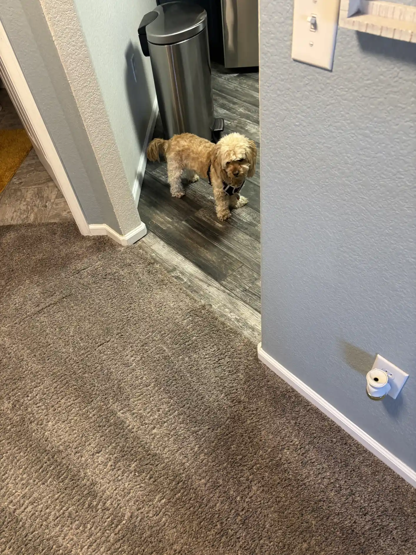 The new puppy