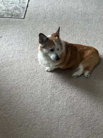 Broomfield Pet Odor Stain Heating Season Carpet Cleaning