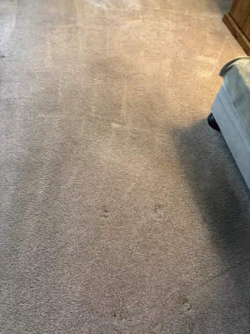 Broomfield Wool Carpet Enzyme Cleaning