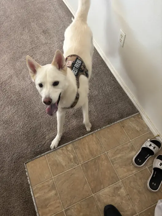 Elizabeth Pet Odor and Stain Cleaning 