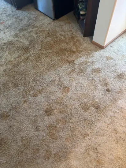 Elizabeth Households Complex Stain Cleaning