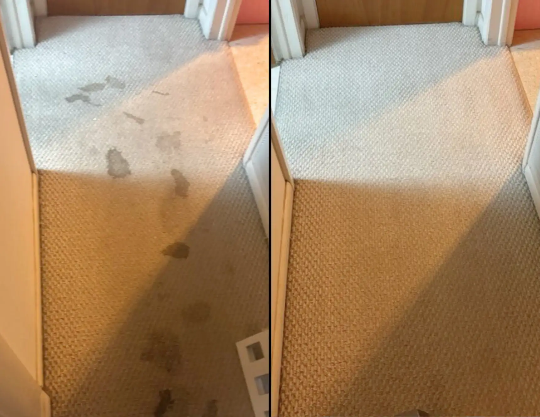 Before/after carpet comparison — pet urine staining vs. post-extraction result in apartment setting