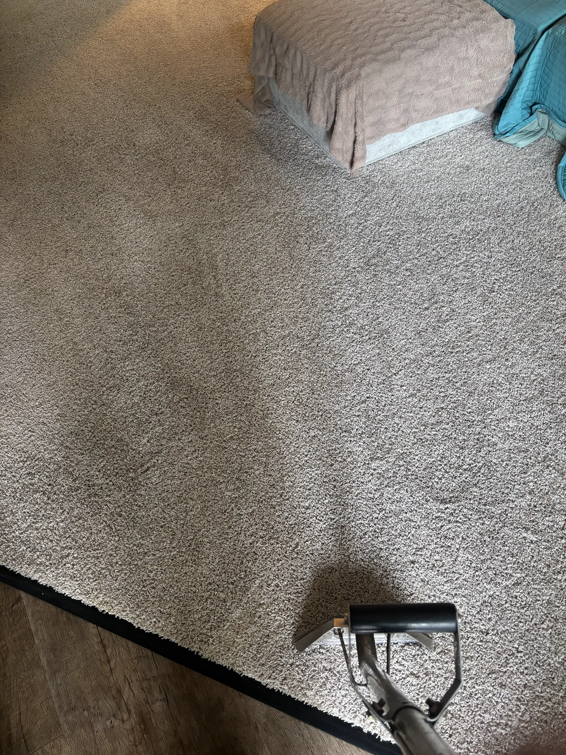 close-up of carpet pile or post-cleaning result