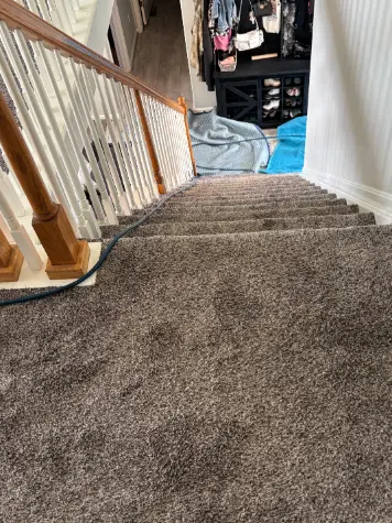 Franktown Pine Organic Dabris Carpet Cleaning