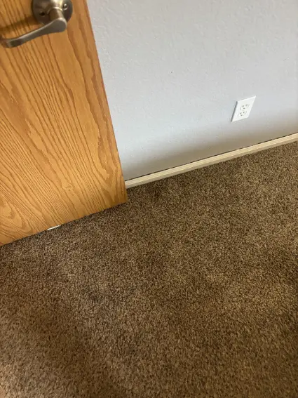 Englewood Heating Season Pet Urine Carpet Cleaning