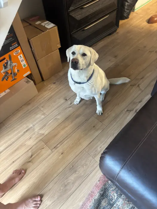 Englewood Same-Day Pet Accidents Carpet Cleaning 