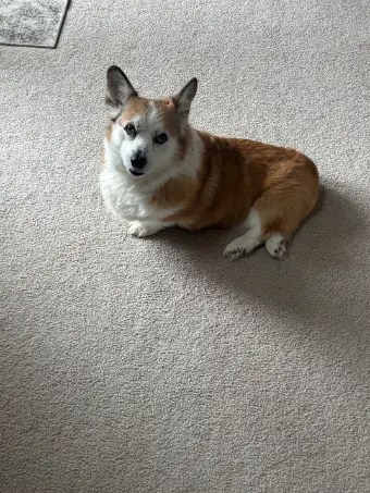 Englewood Pet Odor and Stain Carpet Cleaning