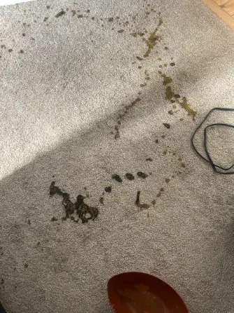 Englewood Enzyme Products Carpet Cleaning