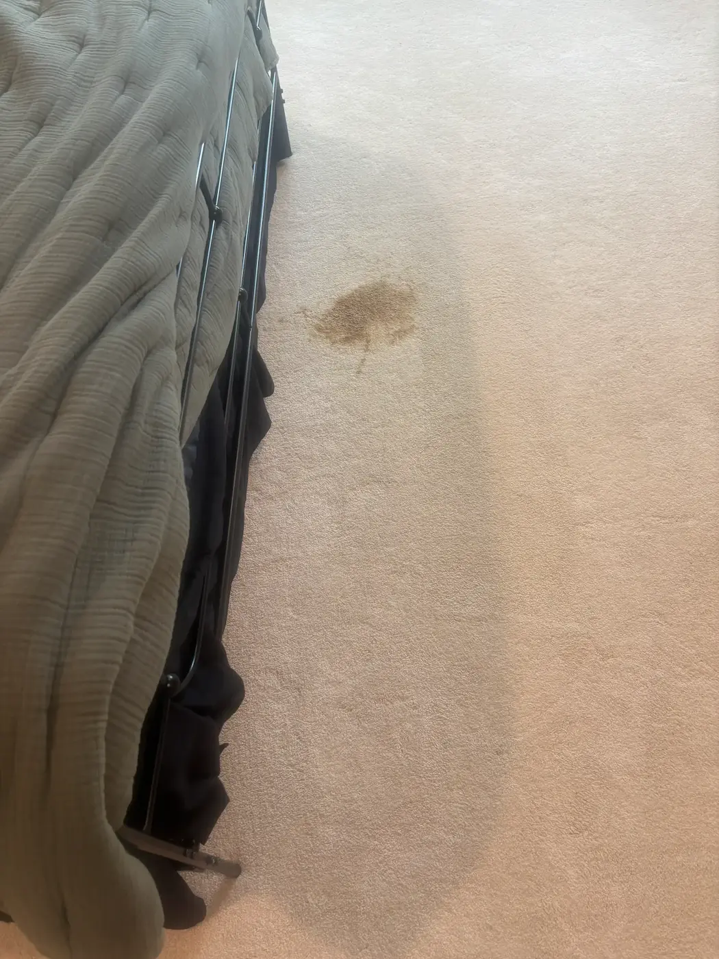 Pet Urine Sub-Floor Injection — Castle Rock Redhawk | Colorado Choice