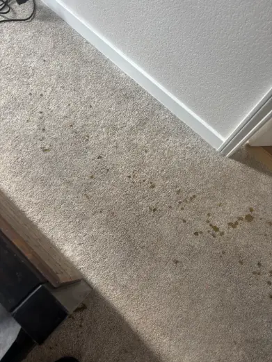 Front Range Red Clay Soil Carpet Cleaning across Castle Pines