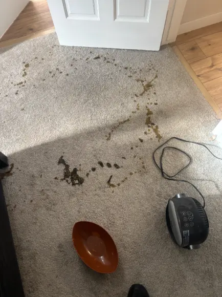 Enzyme Product Carpet Cleaning Thornton